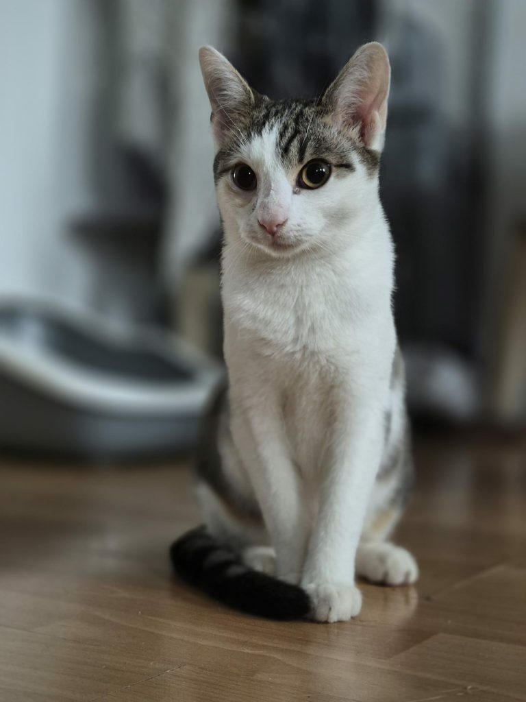 Kresek