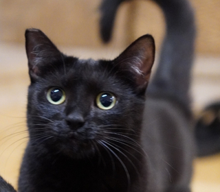 Mimi